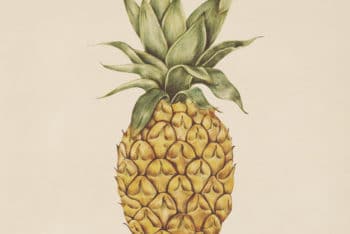 Free Watercolor Pineapple Illustration Mockup in PSD