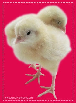 Download Free Chicken Chicks Design Mockup in PSD - DesignHooks