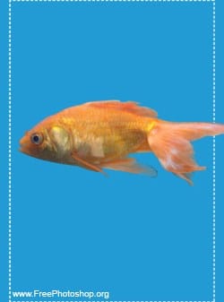 Realistic Digital Goldfish