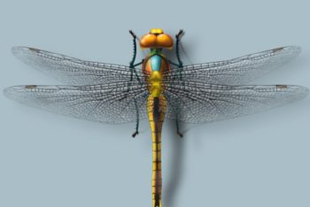 Free Realistic Dragonfly Design Mockup in PSD