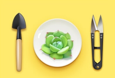 Succulent Pruning Scene