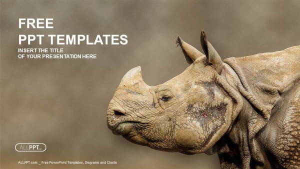 Majestic Rhinoceros Photo