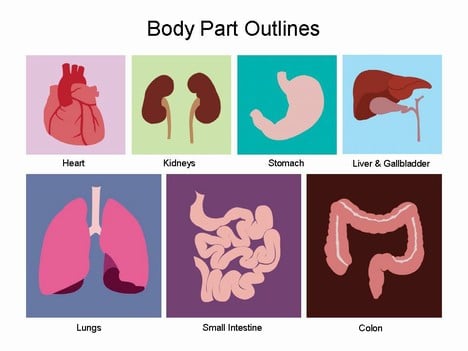 Body Organ Study